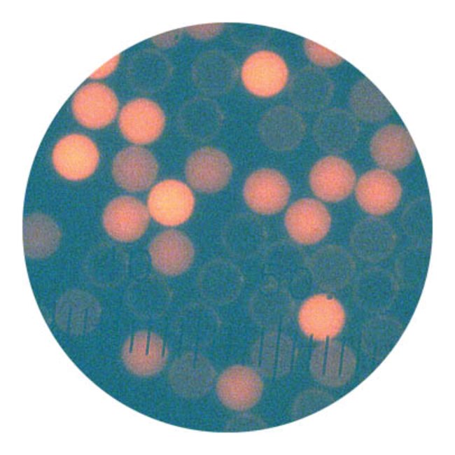 Cyto-Plex氨基修飾微粒